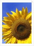 Front view of a beautiful sunflower by Anonymous