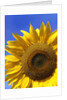 Front view of a beautiful sunflower by Anonymous