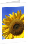 Front view of a beautiful sunflower by Anonymous