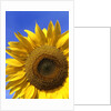 Front view of a beautiful sunflower by Anonymous