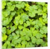 Clover by Anonymous