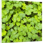 Clover by Anonymous
