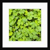 Clover by Anonymous