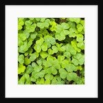 Clover by Anonymous
