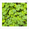 Clover by Anonymous