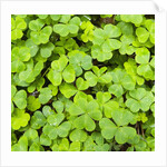 Clover by Anonymous