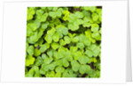 Clover by Anonymous