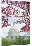 United States Capitol Dome in Washington, D.C. and Flowering Spring Trees by Anonymous