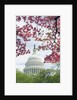 United States Capitol Dome in Washington, D.C. and Flowering Spring Trees by Anonymous