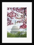 United States Capitol Dome in Washington, D.C. and Flowering Spring Trees by Anonymous