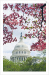 United States Capitol Dome in Washington, D.C. and Flowering Spring Trees by Anonymous