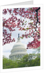 United States Capitol Dome in Washington, D.C. and Flowering Spring Trees by Anonymous