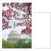 United States Capitol Dome in Washington, D.C. and Flowering Spring Trees by Anonymous