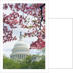 United States Capitol Dome in Washington, D.C. and Flowering Spring Trees by Anonymous
