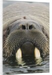 Walrus Looking Straight Ahead by Anonymous