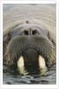 Walrus Looking Straight Ahead by Anonymous