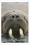 Walrus Looking Straight Ahead by Anonymous