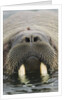 Walrus Looking Straight Ahead by Anonymous