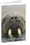 Walrus Looking Straight Ahead by Anonymous