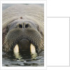Walrus Looking Straight Ahead by Anonymous