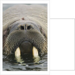 Walrus Looking Straight Ahead by Anonymous