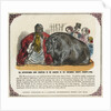 The Hippopotamus Now Exhibiting in the Gardens of the Zoological Society Print by Anonymous