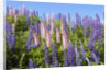 Pink and Purple Wild Lupines by Anonymous