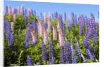 Pink and Purple Wild Lupines by Anonymous