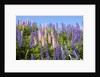 Pink and Purple Wild Lupines by Anonymous
