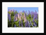Pink and Purple Wild Lupines by Anonymous