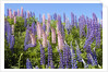Pink and Purple Wild Lupines by Anonymous