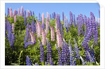 Pink and Purple Wild Lupines by Anonymous