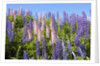 Pink and Purple Wild Lupines by Anonymous
