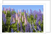 Pink and Purple Wild Lupines by Anonymous