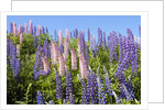 Pink and Purple Wild Lupines by Anonymous