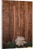 Chokecherry Tree Against Red Canyon Wall by Anonymous