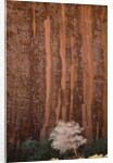 Chokecherry Tree Against Red Canyon Wall by Anonymous