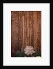Chokecherry Tree Against Red Canyon Wall by Anonymous