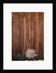 Chokecherry Tree Against Red Canyon Wall by Anonymous