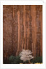 Chokecherry Tree Against Red Canyon Wall by Anonymous