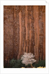 Chokecherry Tree Against Red Canyon Wall by Anonymous