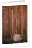 Chokecherry Tree Against Red Canyon Wall by Anonymous