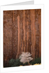 Chokecherry Tree Against Red Canyon Wall by Anonymous