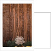 Chokecherry Tree Against Red Canyon Wall by Anonymous