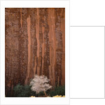 Chokecherry Tree Against Red Canyon Wall by Anonymous