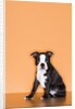 Boston Terrier Puppy by Anonymous