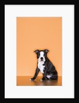 Boston Terrier Puppy by Anonymous