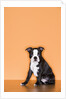 Boston Terrier Puppy by Anonymous