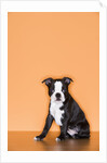 Boston Terrier Puppy by Anonymous