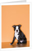 Boston Terrier Puppy by Anonymous